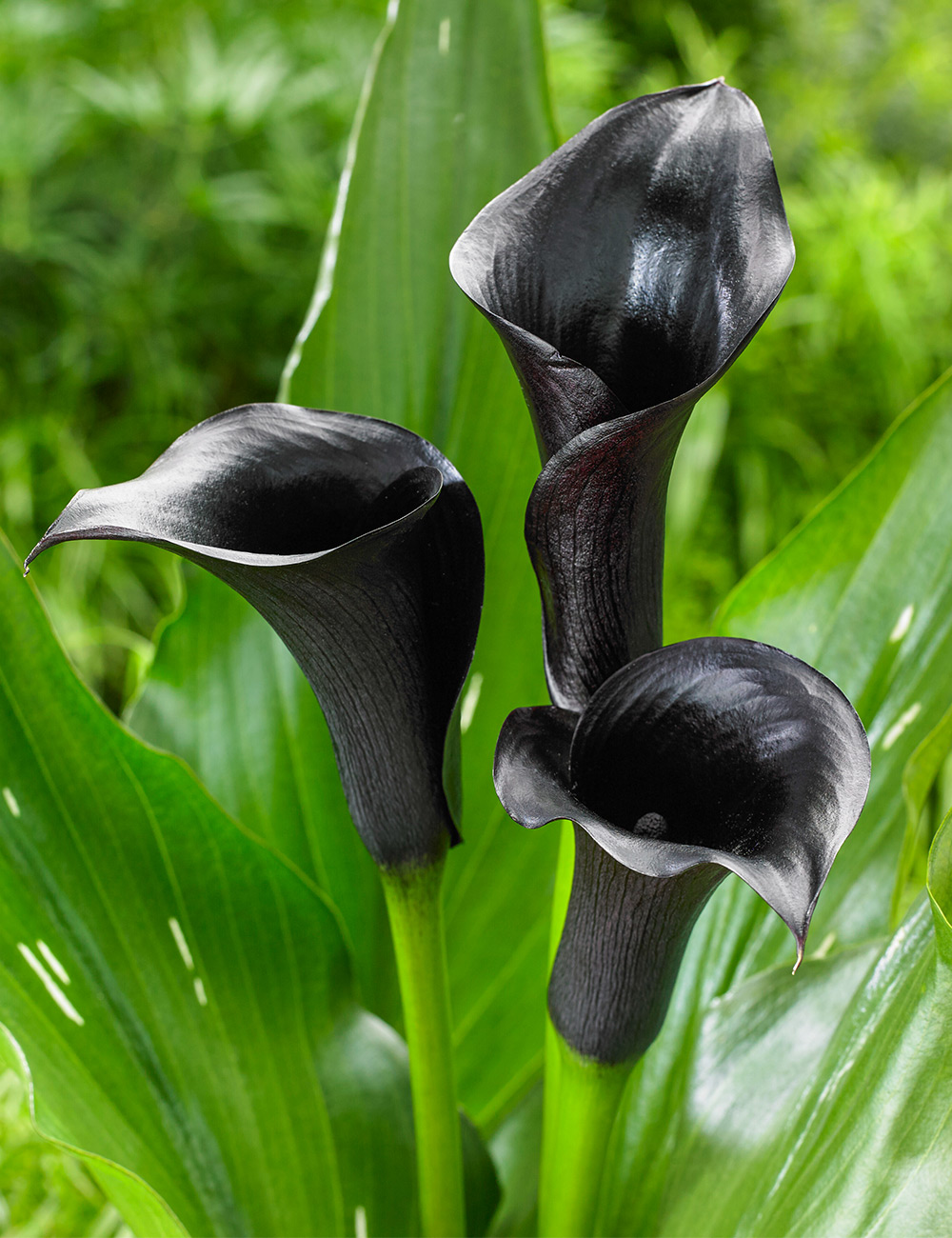 Calla Lily Odessa