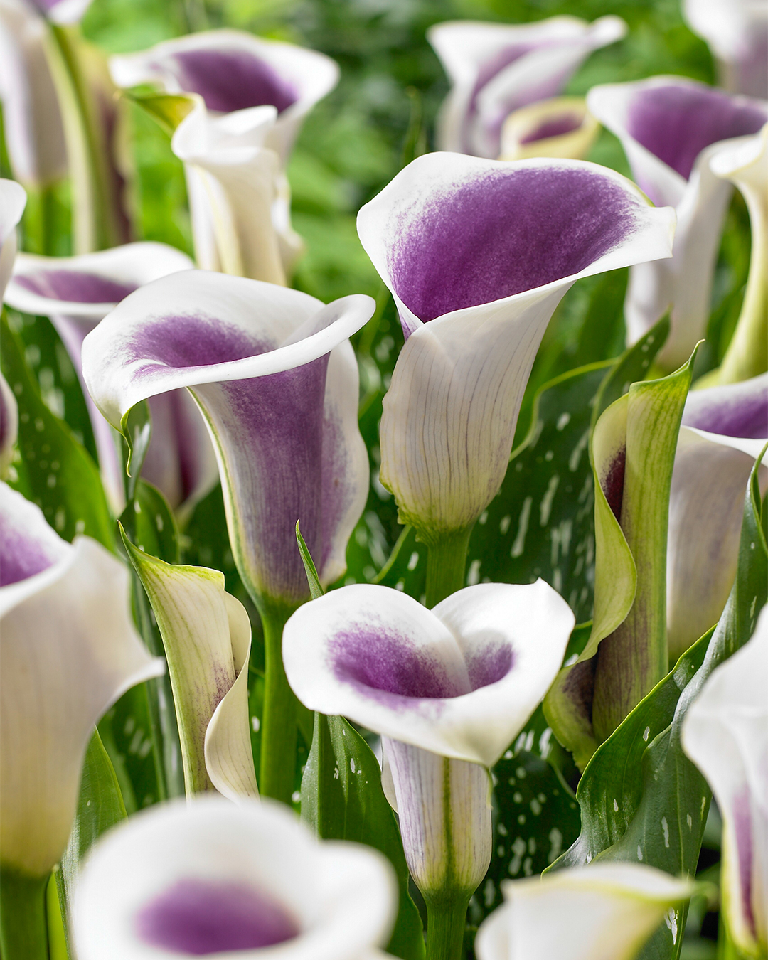 Calla Lily Picasso