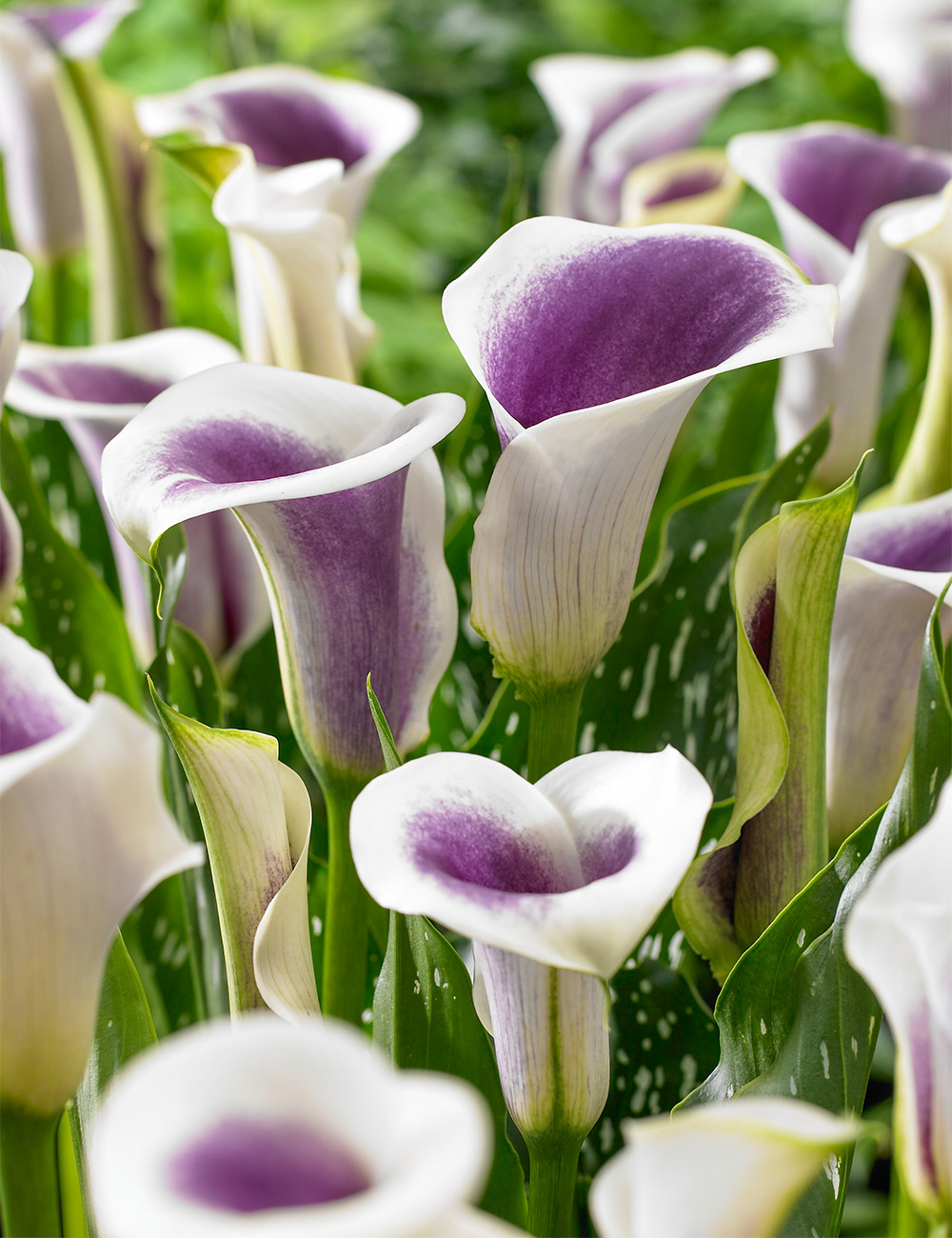 Calla Lily Picasso
