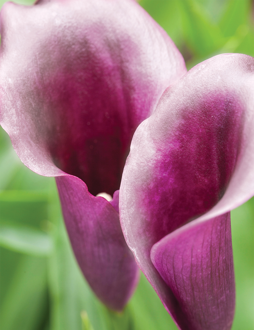 Calla Lily 'Purple Beat'