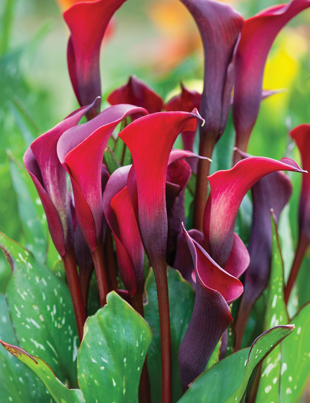 Calla Rocket Calla Lily 'Rocket' | Tesselaar