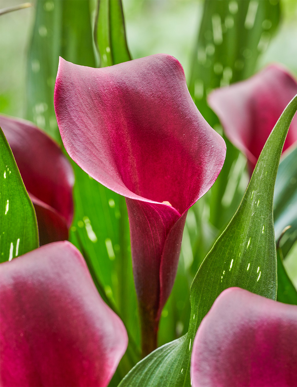 Calla Lily 'Red Symphony'