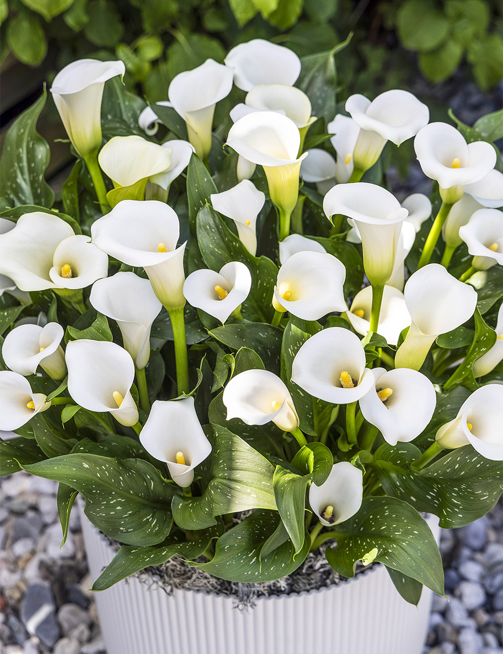 Calla Lily Whitehorse