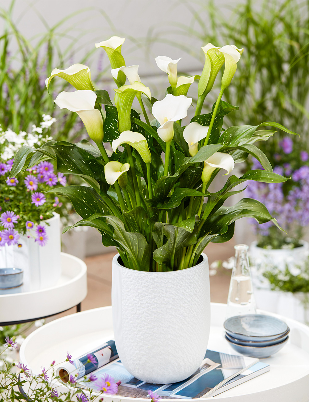 products/CALWH02.jpg