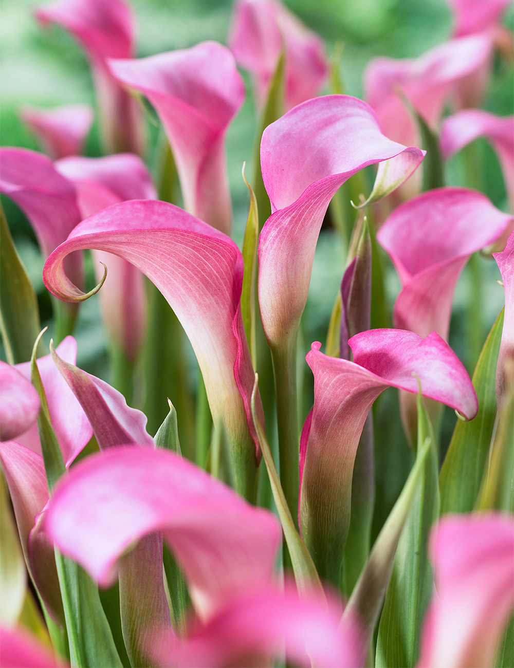 Calla Lily Wisley