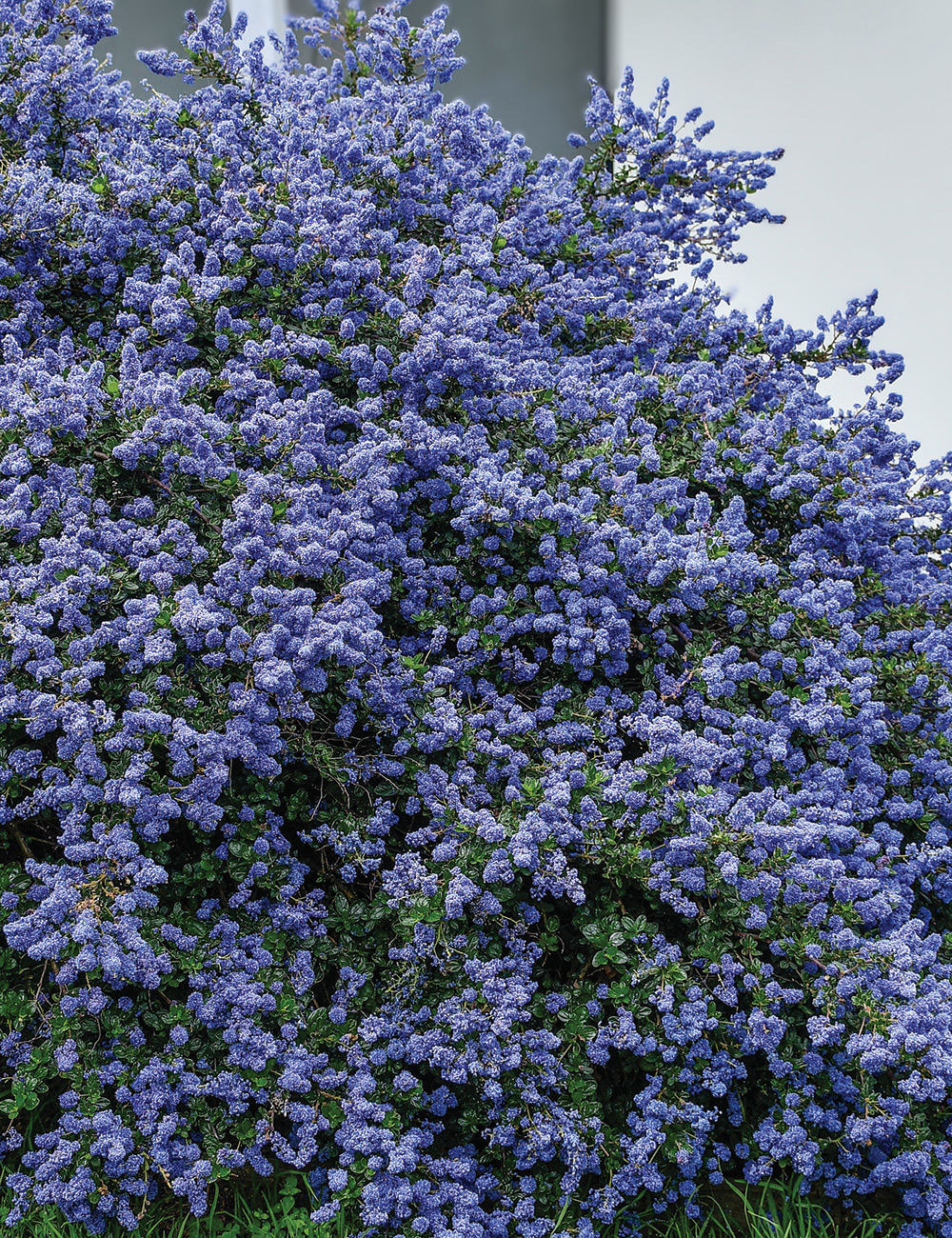 Ceanothus 'Pacific Wave'