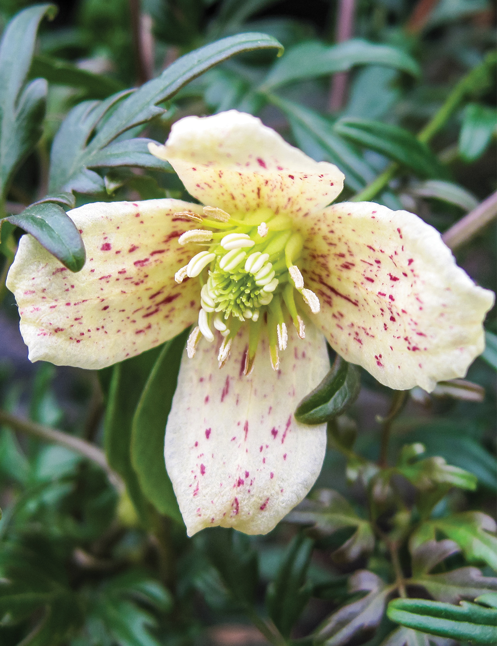 Clematis 'Balearica'