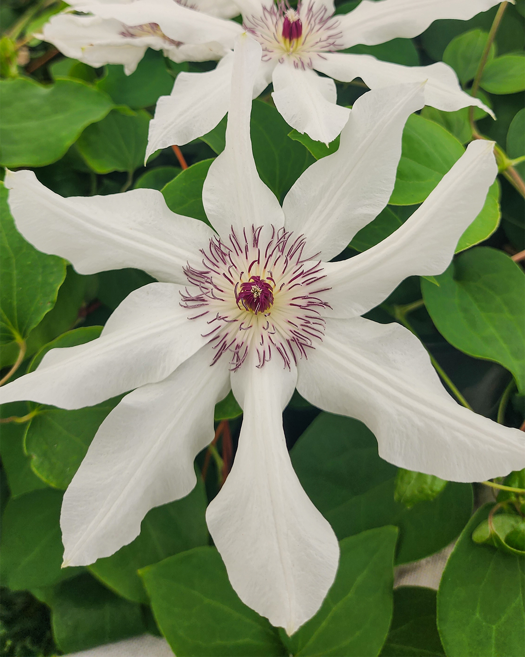 Clematis Jackmanii Hybrid 'Astrielle'