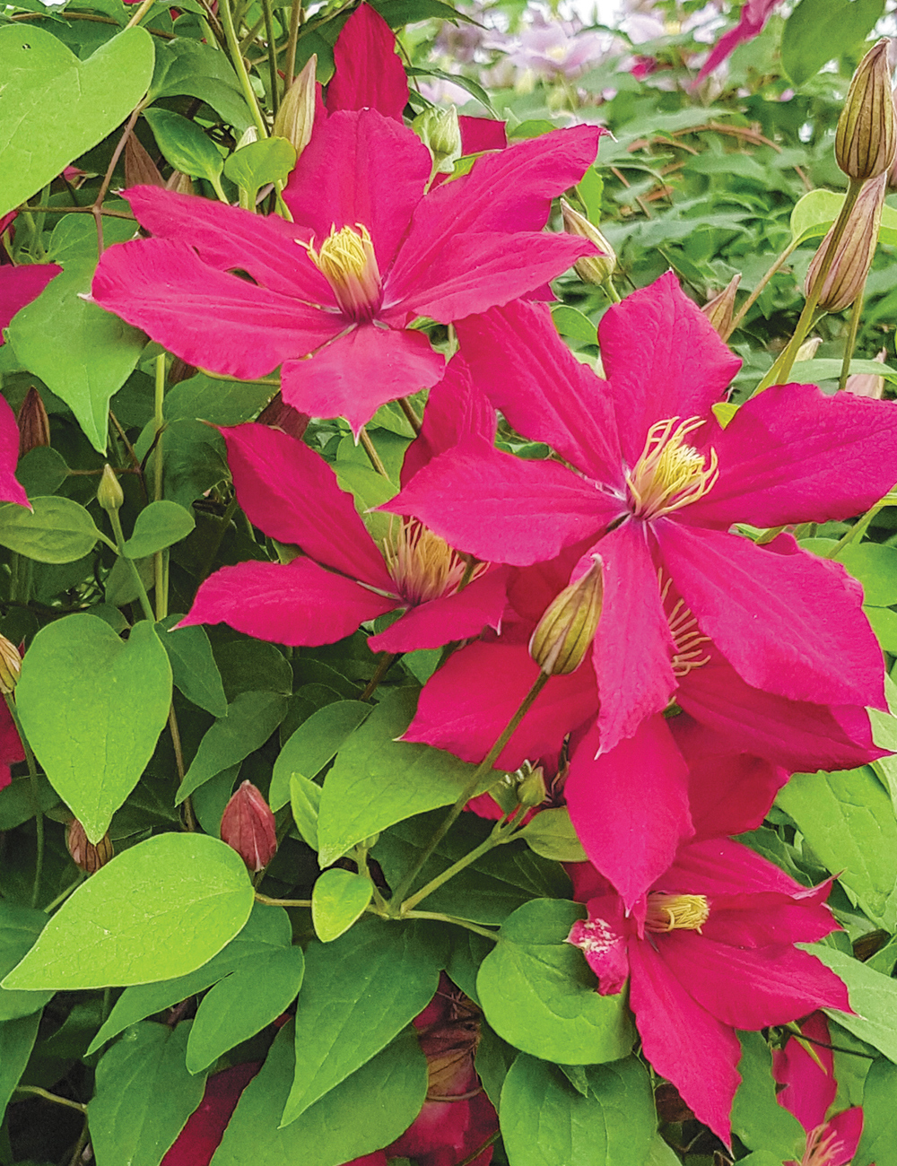Clematis 'Alita' (Evipo070)