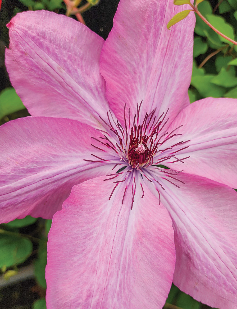 Clematis Jackmanii Hybrid 'Bieszczady'