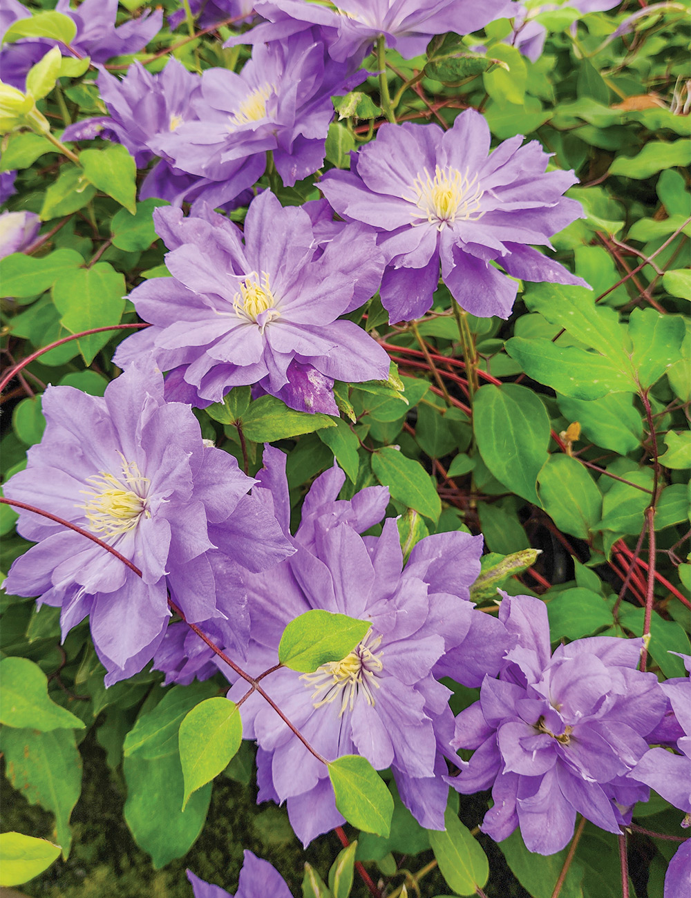 Clematis Jackmanii Hybrid 'Copernicus'