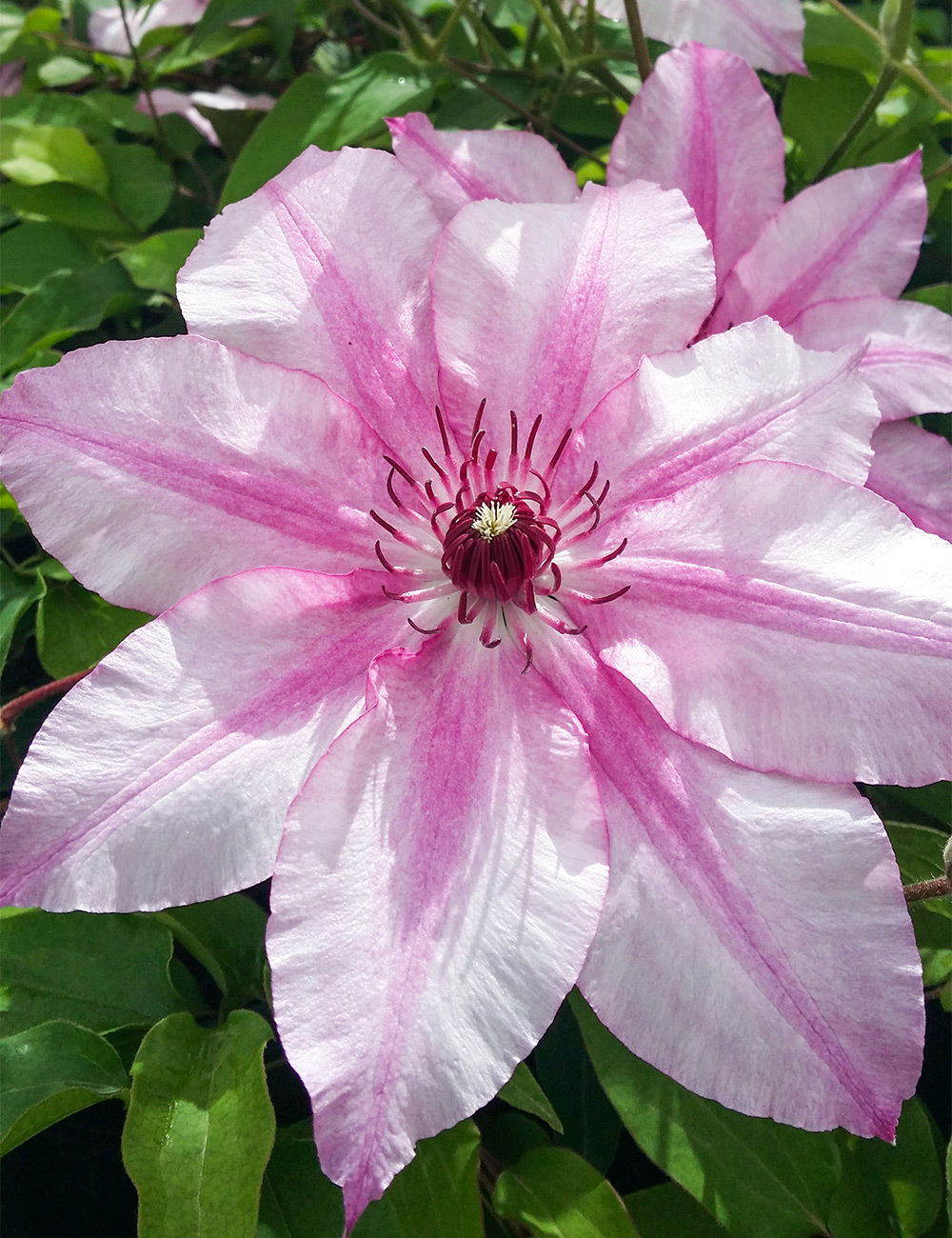 Clematis Jackmanii Hybrid 'Charissima'