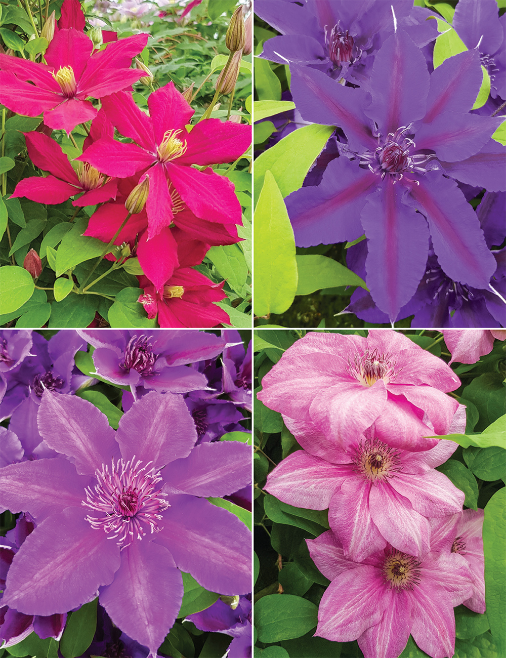 Dwarf Clematis Collection