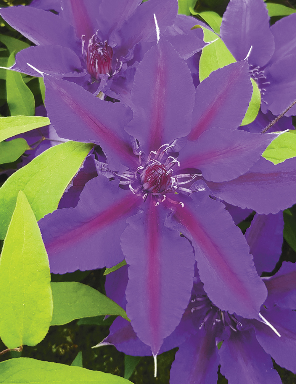 Clematis 'Edda' (Evipo074)