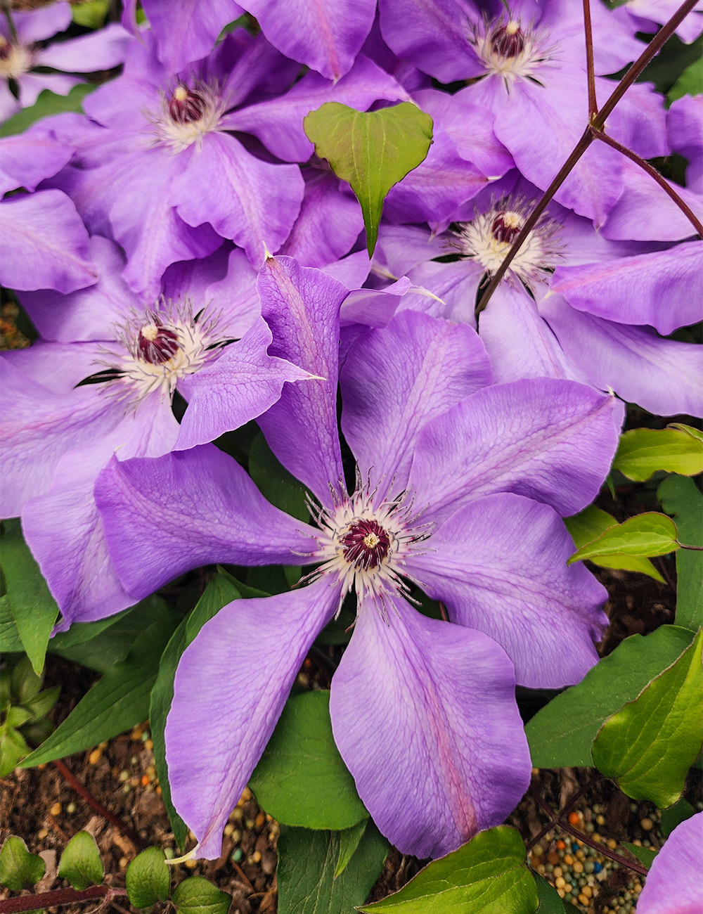 Clematis Jackmanii Hybrid 'Etoile de Paris'
