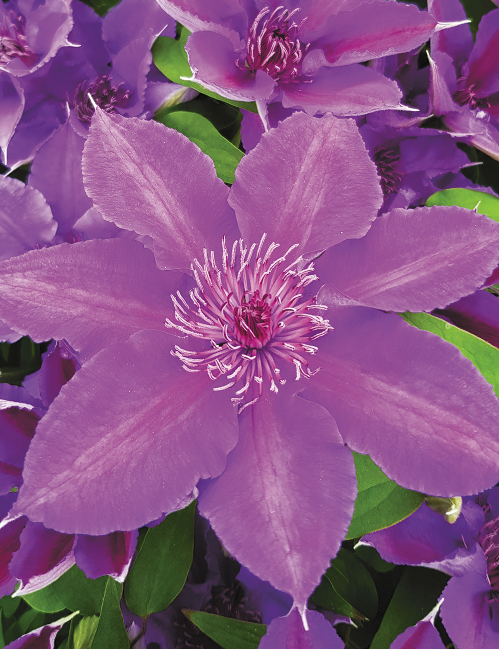 Clematis 'Guiding Promise'