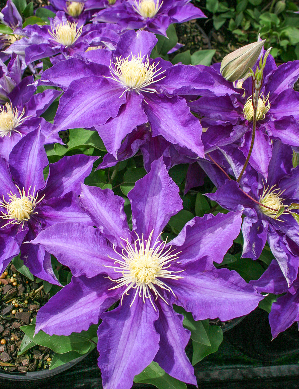 Clematis Jackmanii Hybrid 'Haku Ookan'