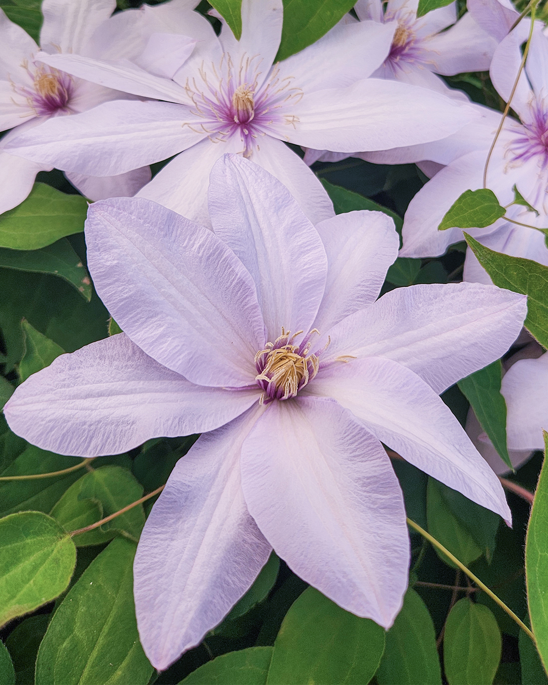 Clematis Jackmanii Hybrid 'Lavender Haze'