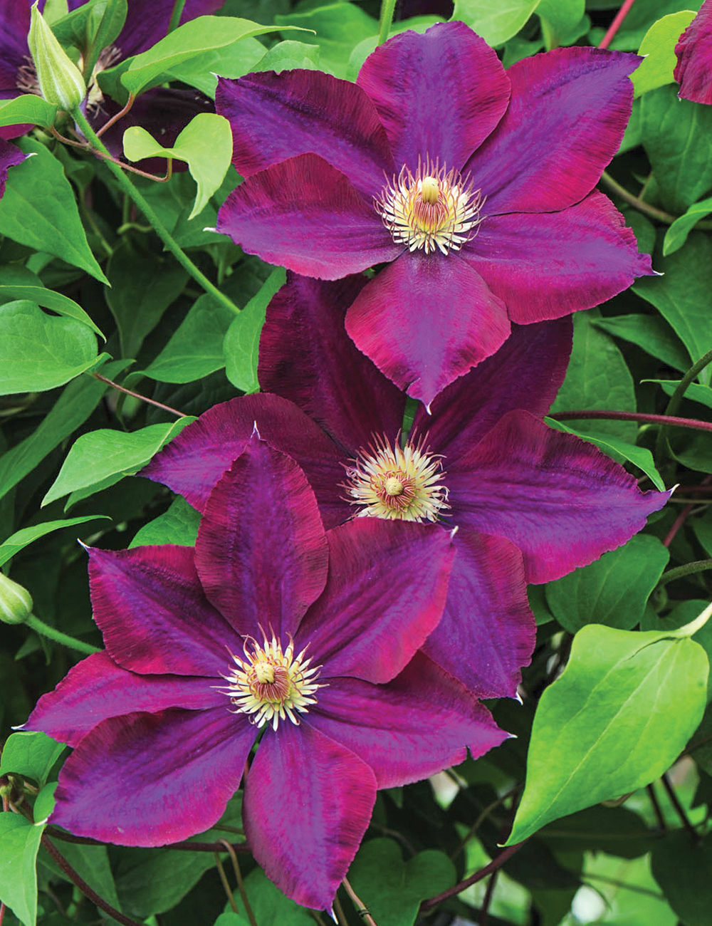 Clematis 'Mazowsze'