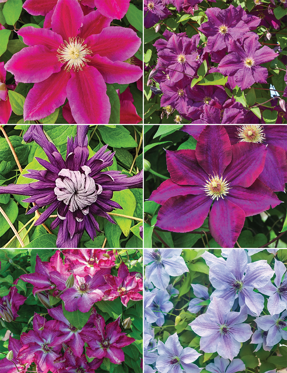 Exceptional Clematis Collection