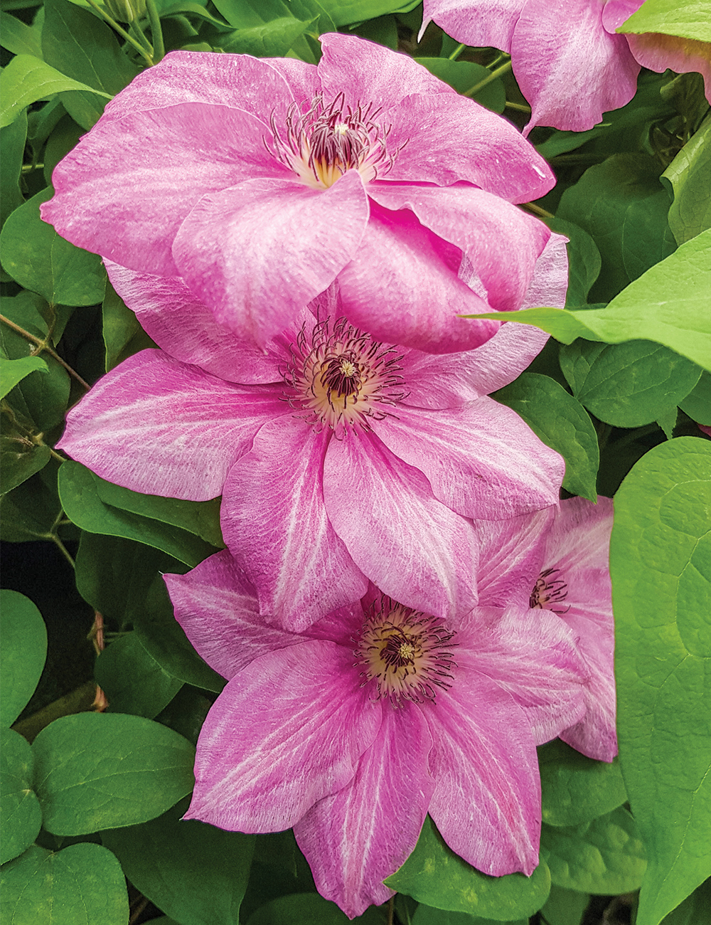 Clematis 'Neva' (Evipo050)