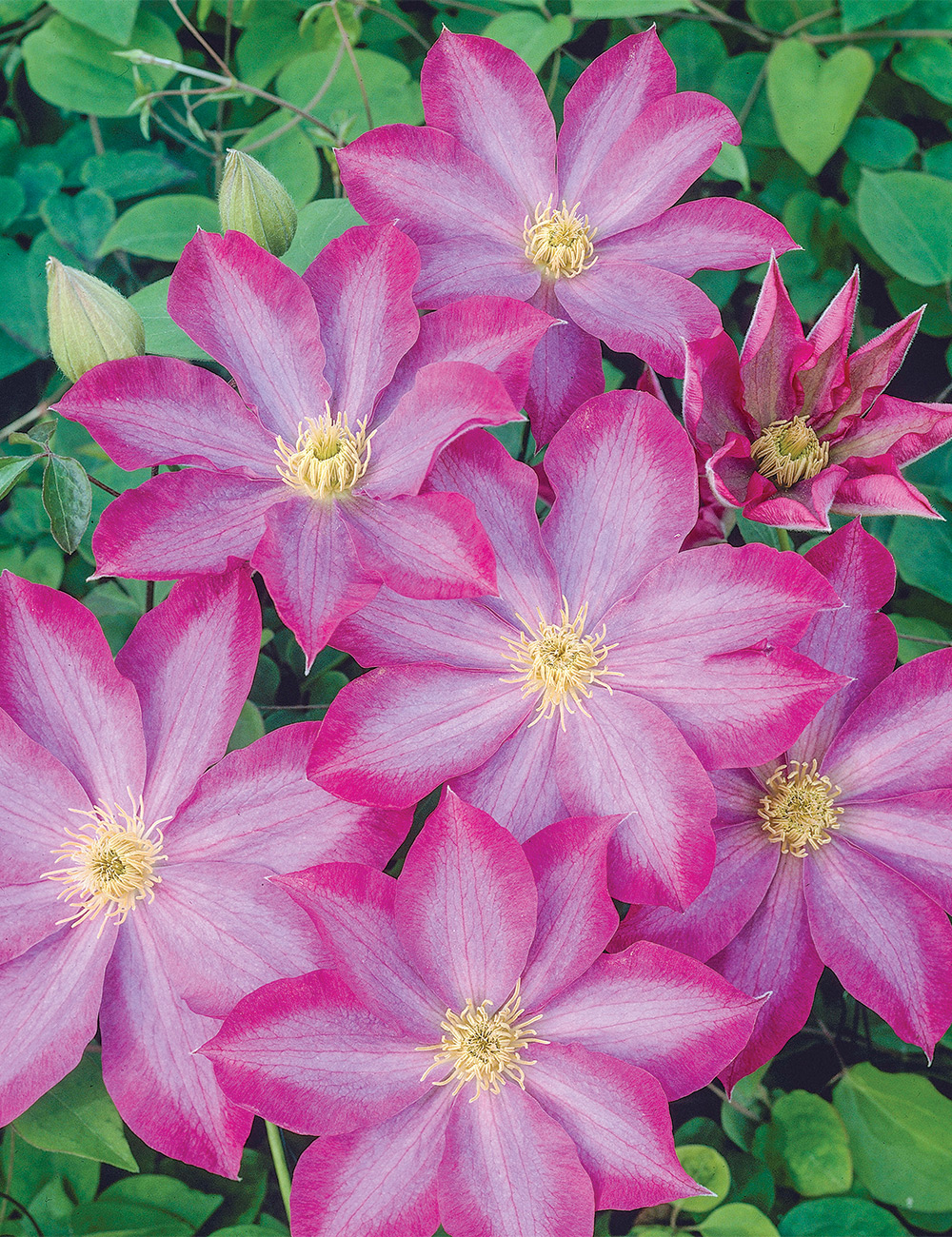 Clematis Jackmanii Hybrid 'Pink Champagne'