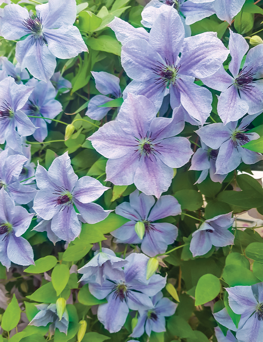 Clematis 'Skyfall'