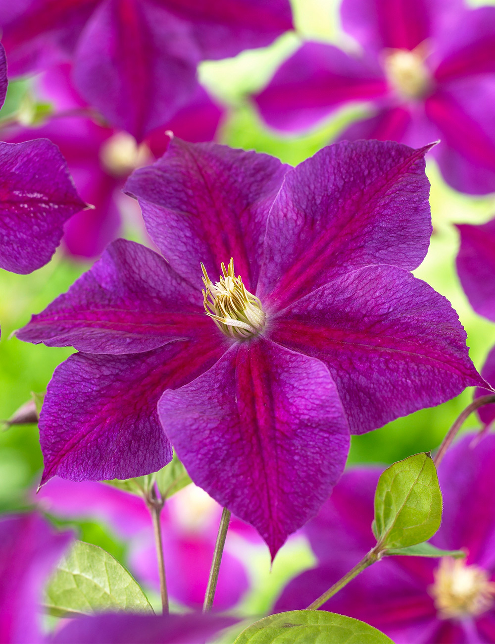Clematis Jackmanii Hybrid 'Star of India'