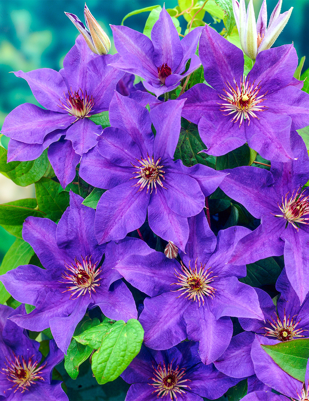Clematis Jackmanii Hybrid 'The President'