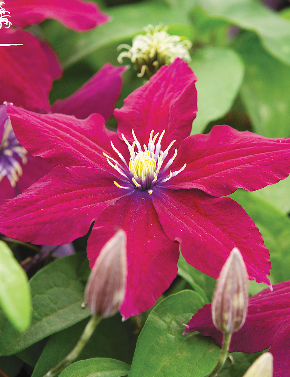 Clematis 'Westerplatte'