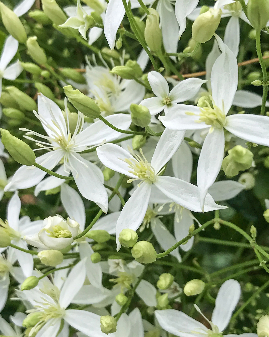 Sweet Autumn Clematis