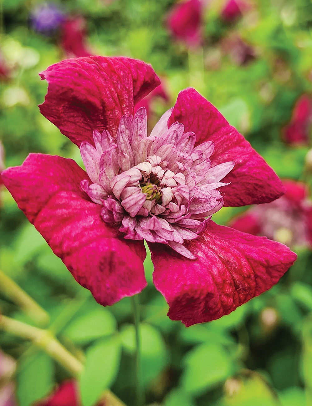 Clematis Viticella 'Avant-Garde' (Evipo033)