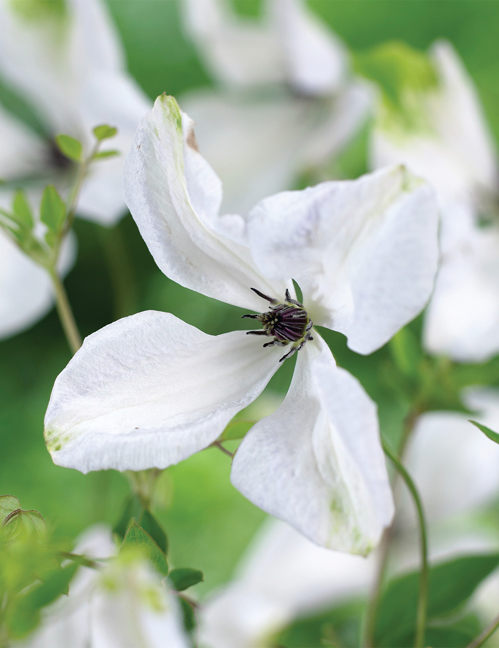 Clematis Viticella 'Alba Luxurians'