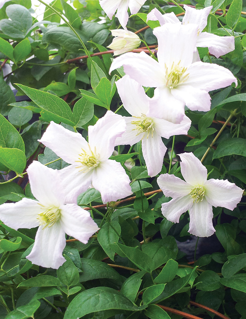 Clematis Viticella 'Little Nell'
