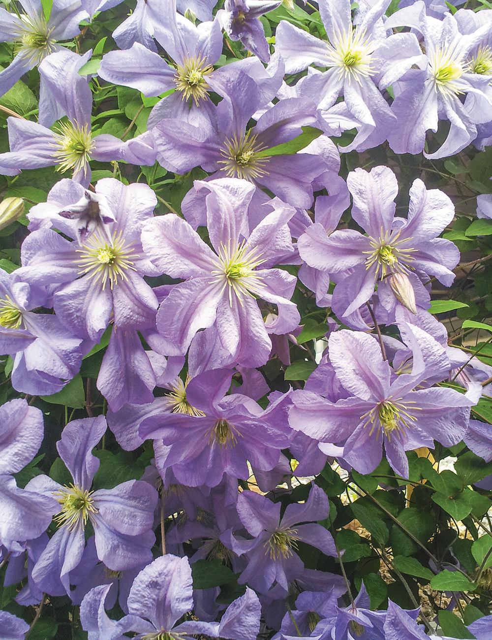 Clematis Viticella 'Prince Charles'