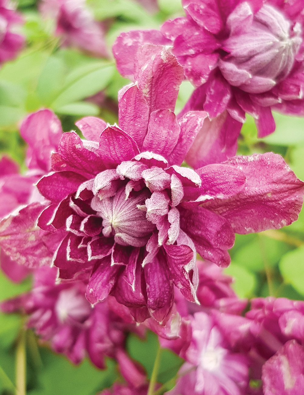 Clematis Viticella 'Purpurea Plena Elegans'