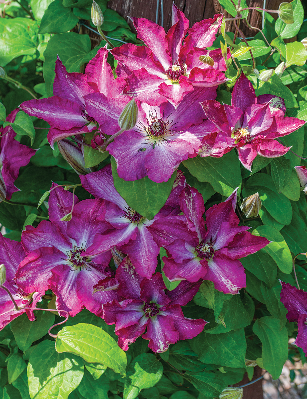 Clematis 'Viva Polonia' (Evipo018)