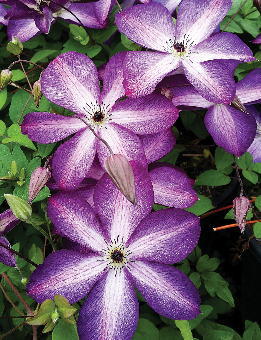 Clematis Viticella 'Venosa Violacea'