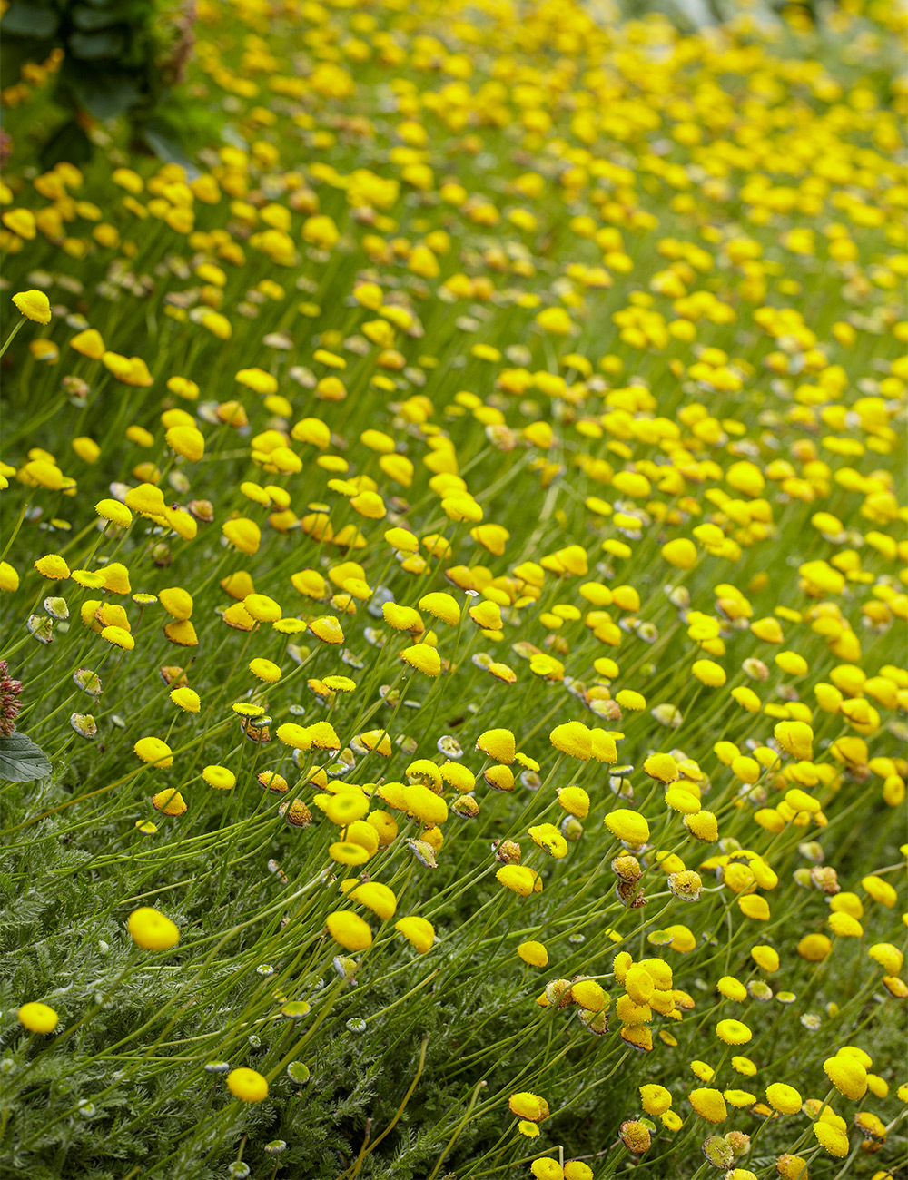 Cotula 'Golden Buttons'