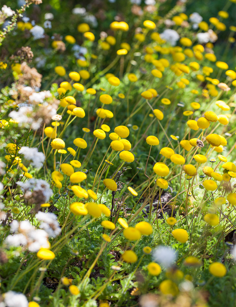 Cotula 'Two Hair Buttons'