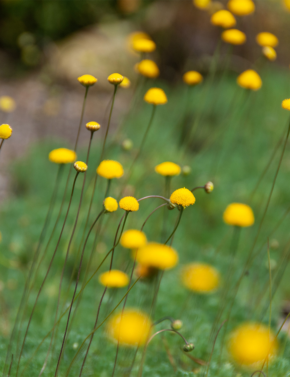 Cotula 'Bristly Buttons'