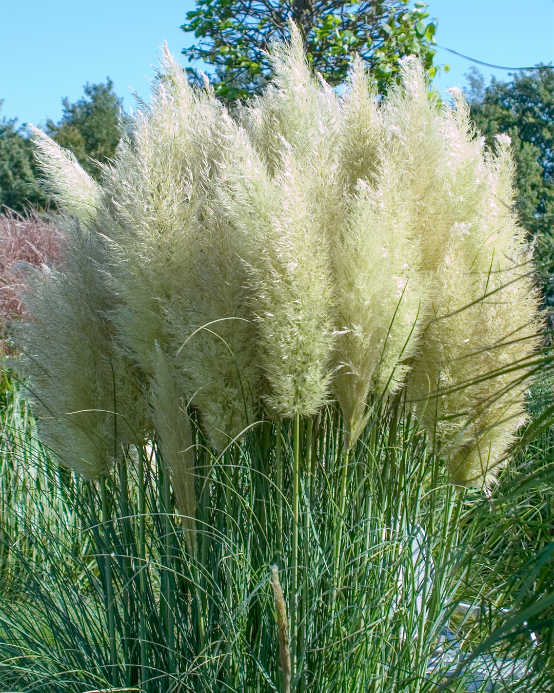 Pampas Grass 'Sunningdale Silver'