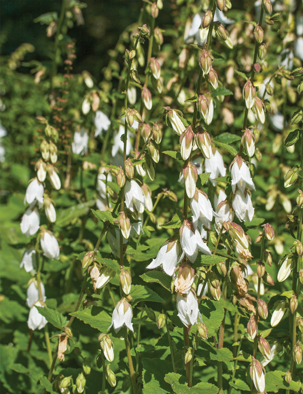 Campanula Cornish Bellflower