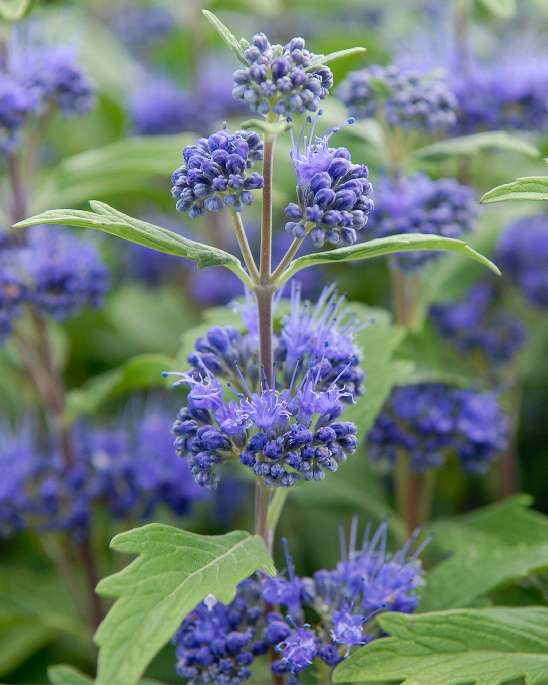 Caryopteris Grand Bleu
