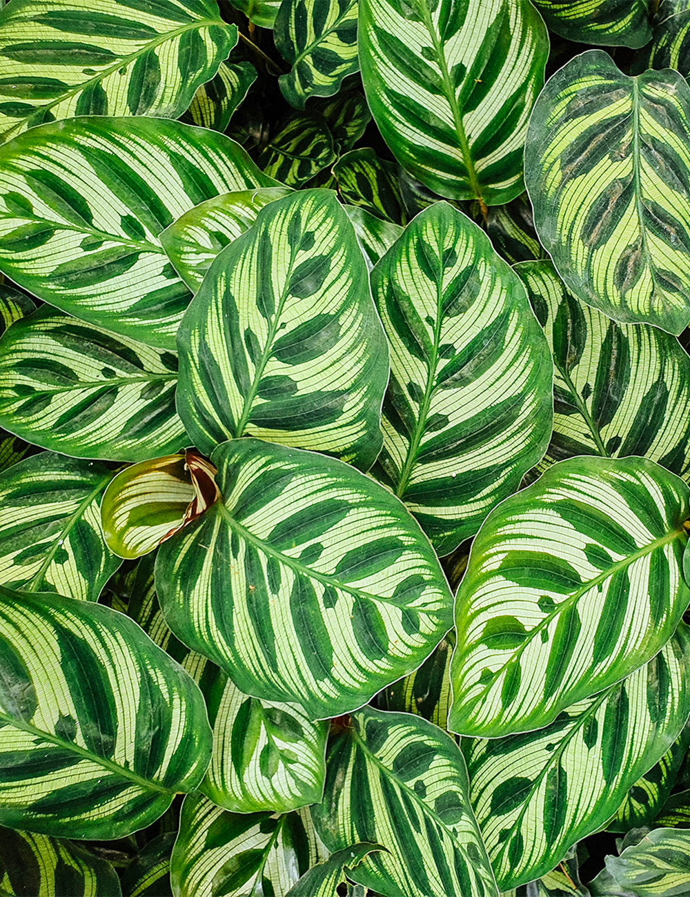 Calathea Peacock Plant