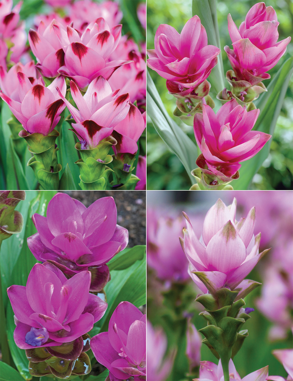 Ginger Tulip Siam Collection