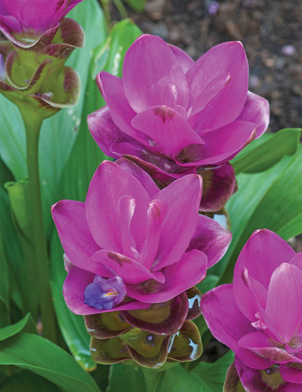 Ginger Tulip Siam 'Sublime'