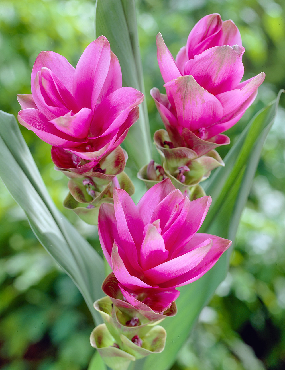 Ginger Tulip Siam 'Sunrise'