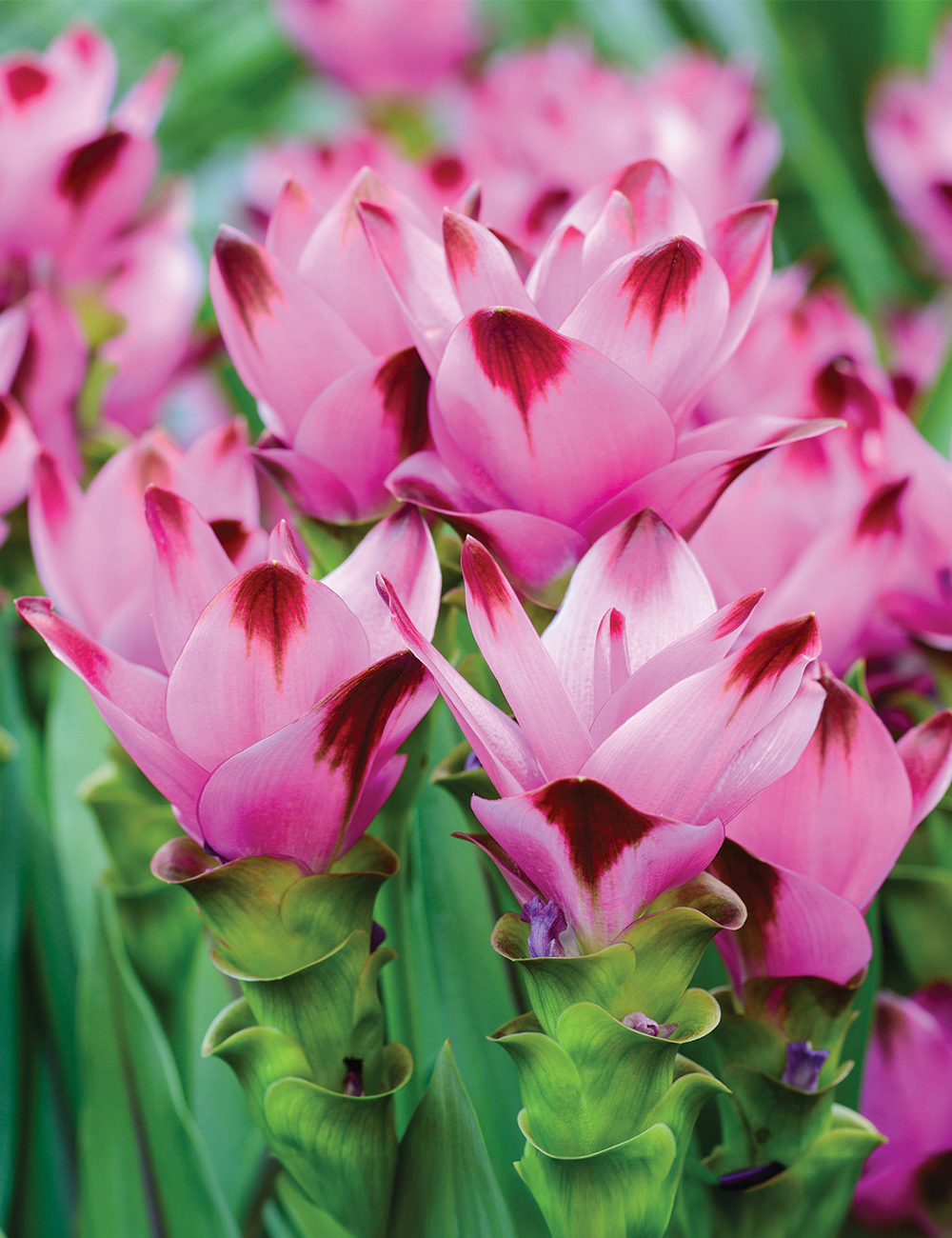 Ginger Tulip Siam 'Splash'