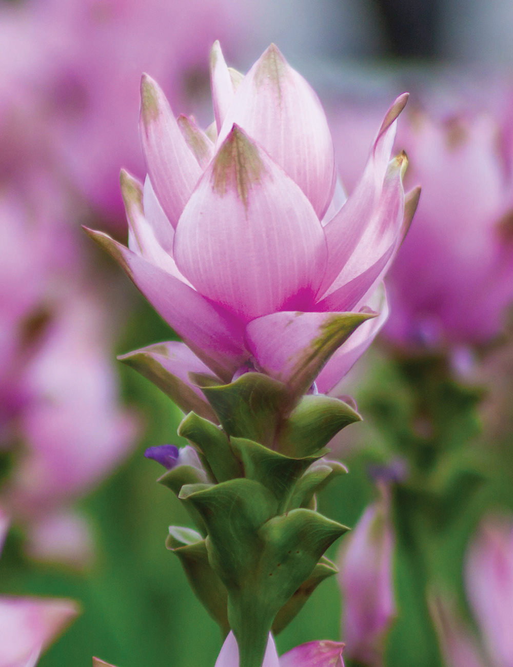 Ginger Tulip Siam 'Swing'
